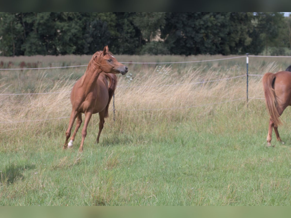 Arabian horses Gelding 6 years 15,1 hh Chestnut-Red in Simmershofen