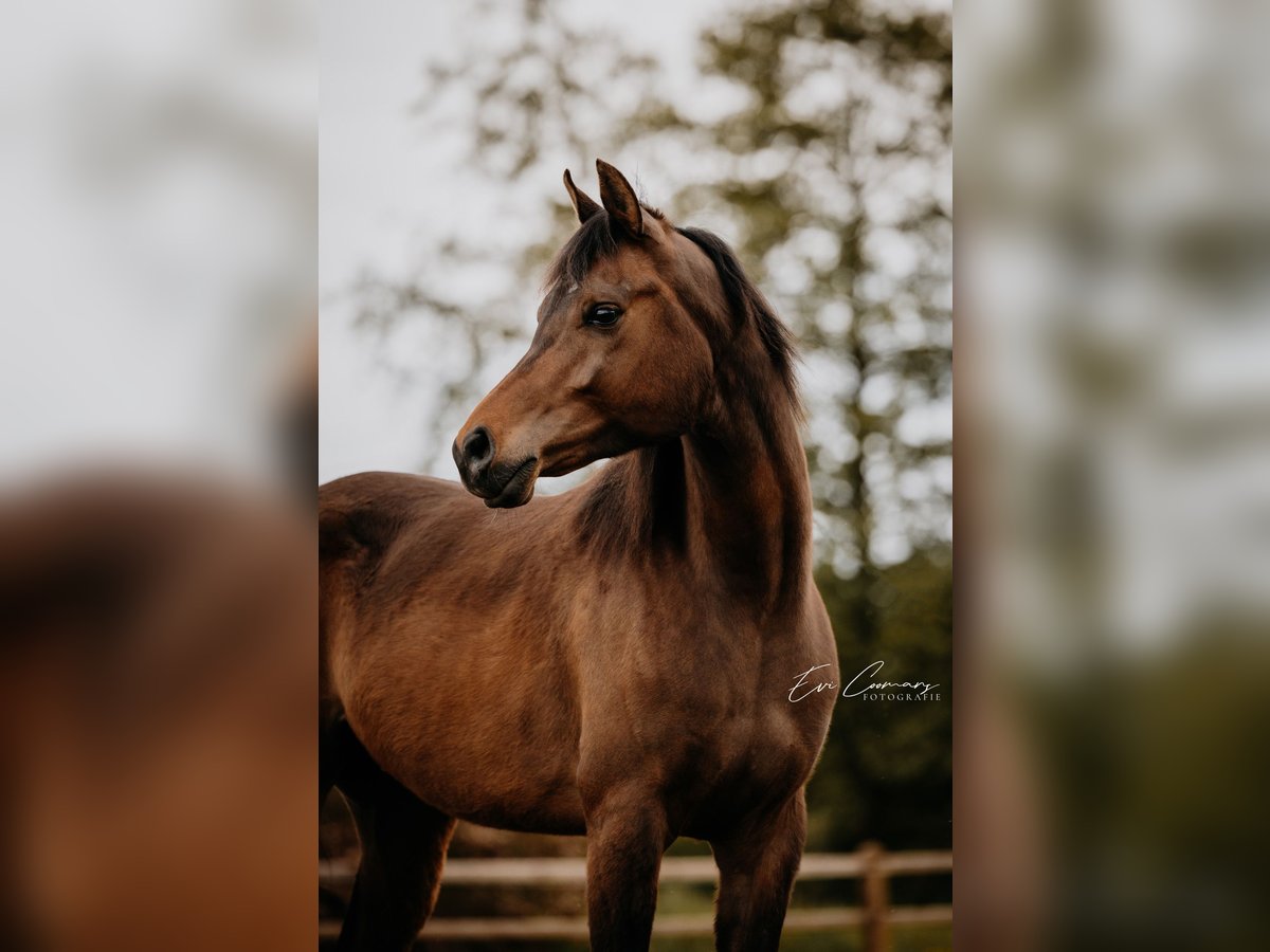 Arabian horses Gelding 6 years Brown in Sint-Truiden