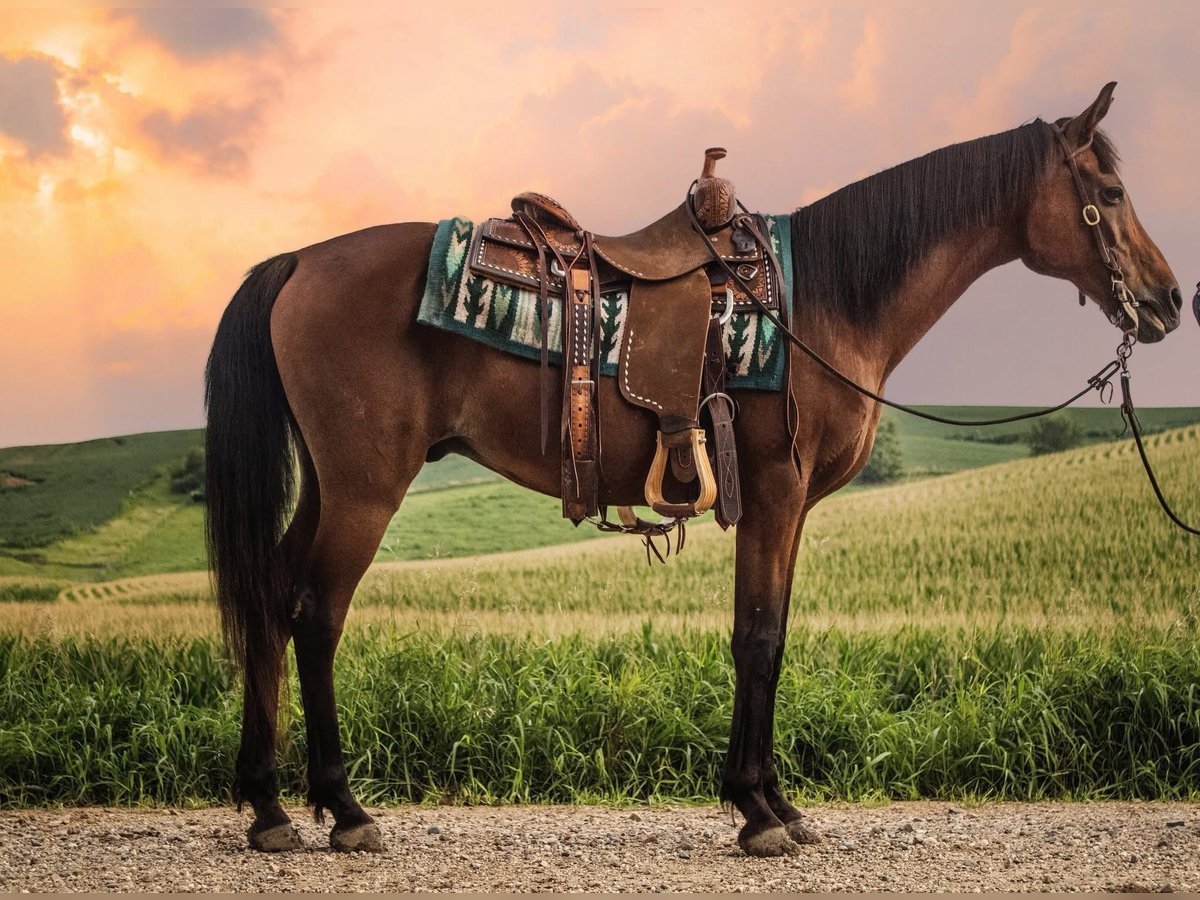 Arabian horses Gelding 7 years 14,3 hh Bay in Battle Creek
