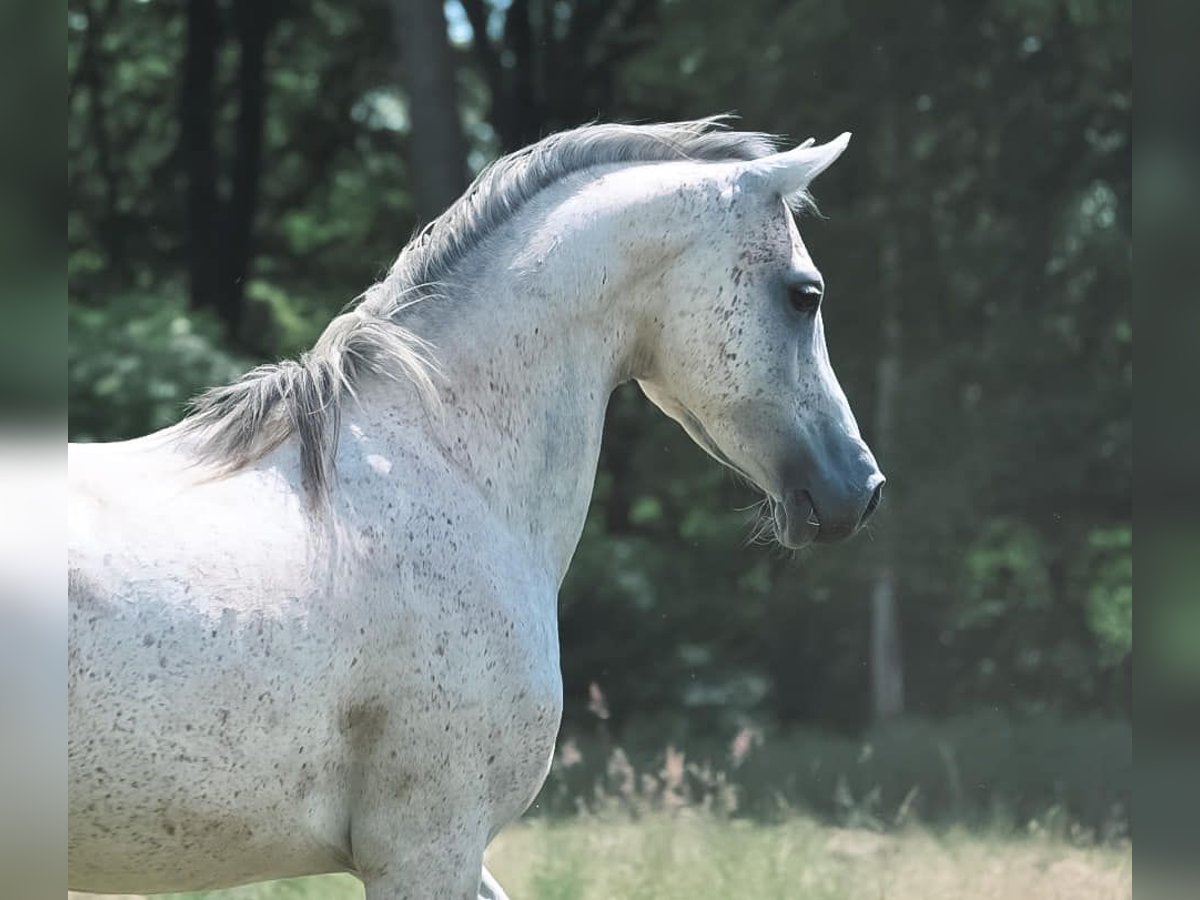 Arabian horses Gelding 7 years 14,3 hh Gray in Bridel