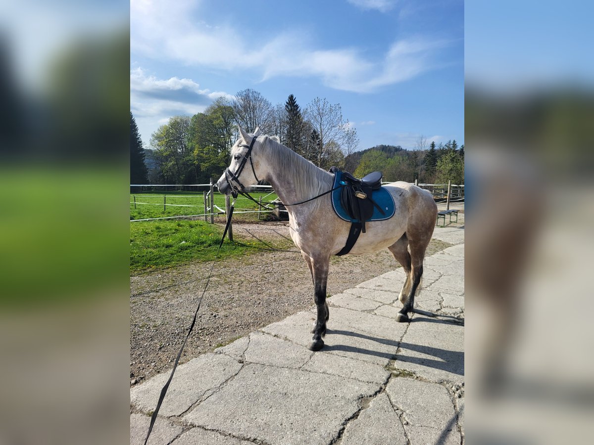 Arabian horses Gelding 7 years 15,1 hh Gray in Hof bei Salzburg