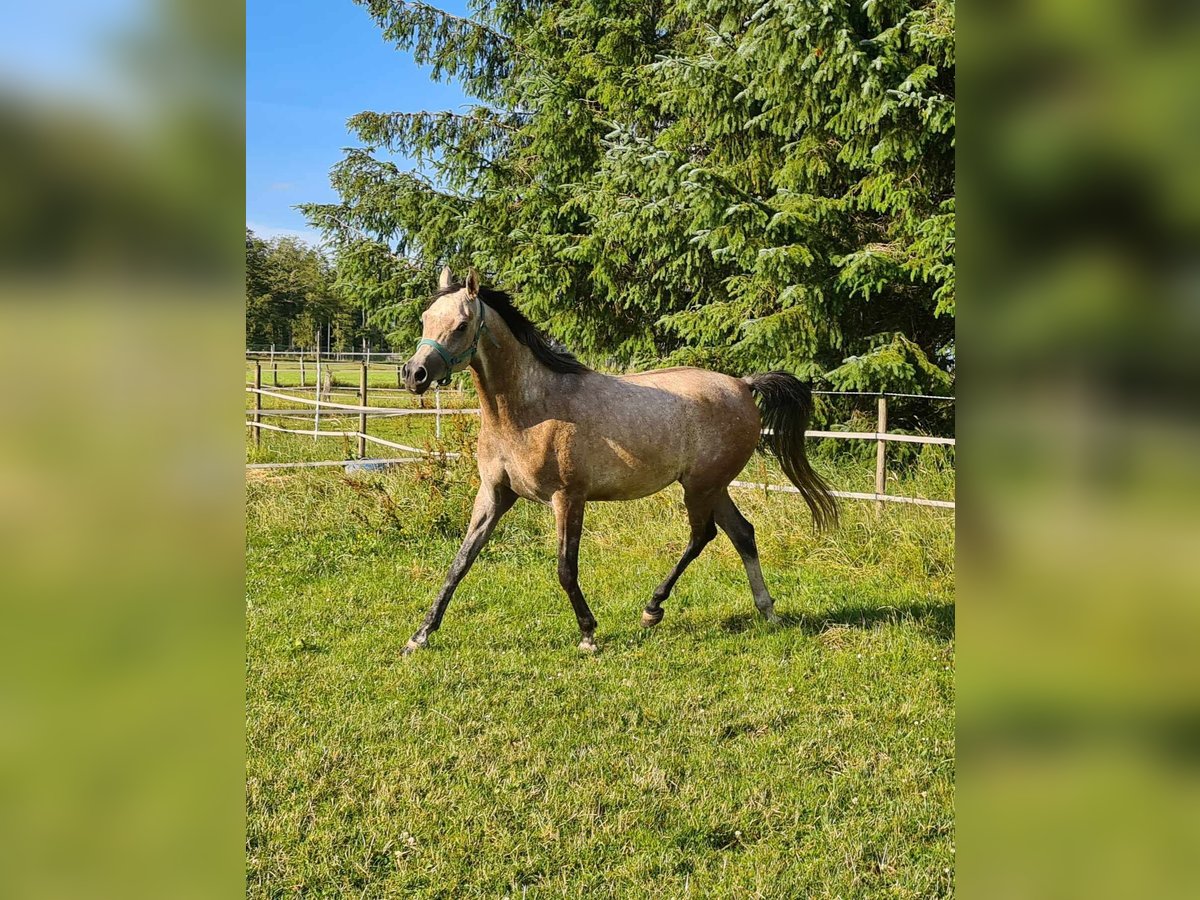 Arabian horses Gelding 7 years 15 hh Gray-Fleabitten in Houffalize