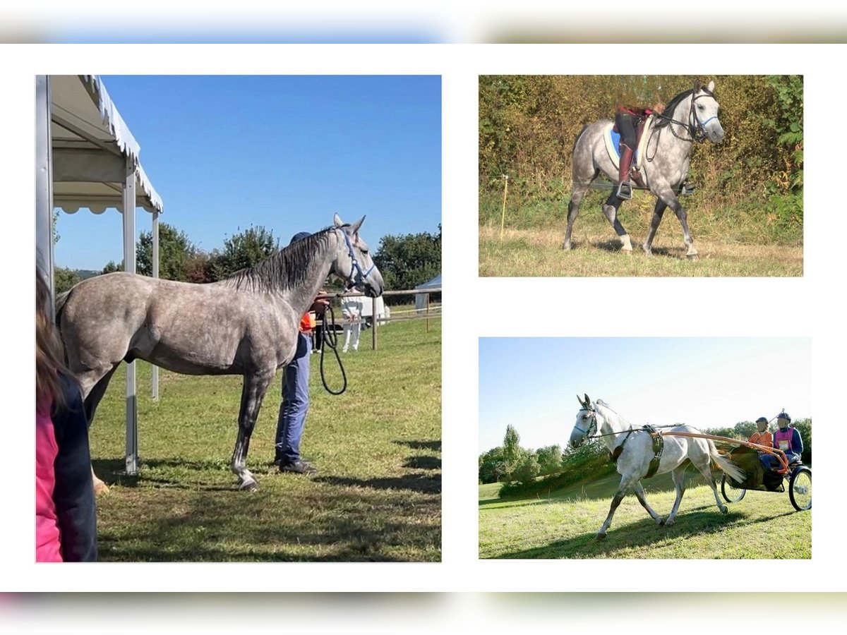 Arabian horses Gelding 8 years 14,3 hh Gray in BOUSSAC