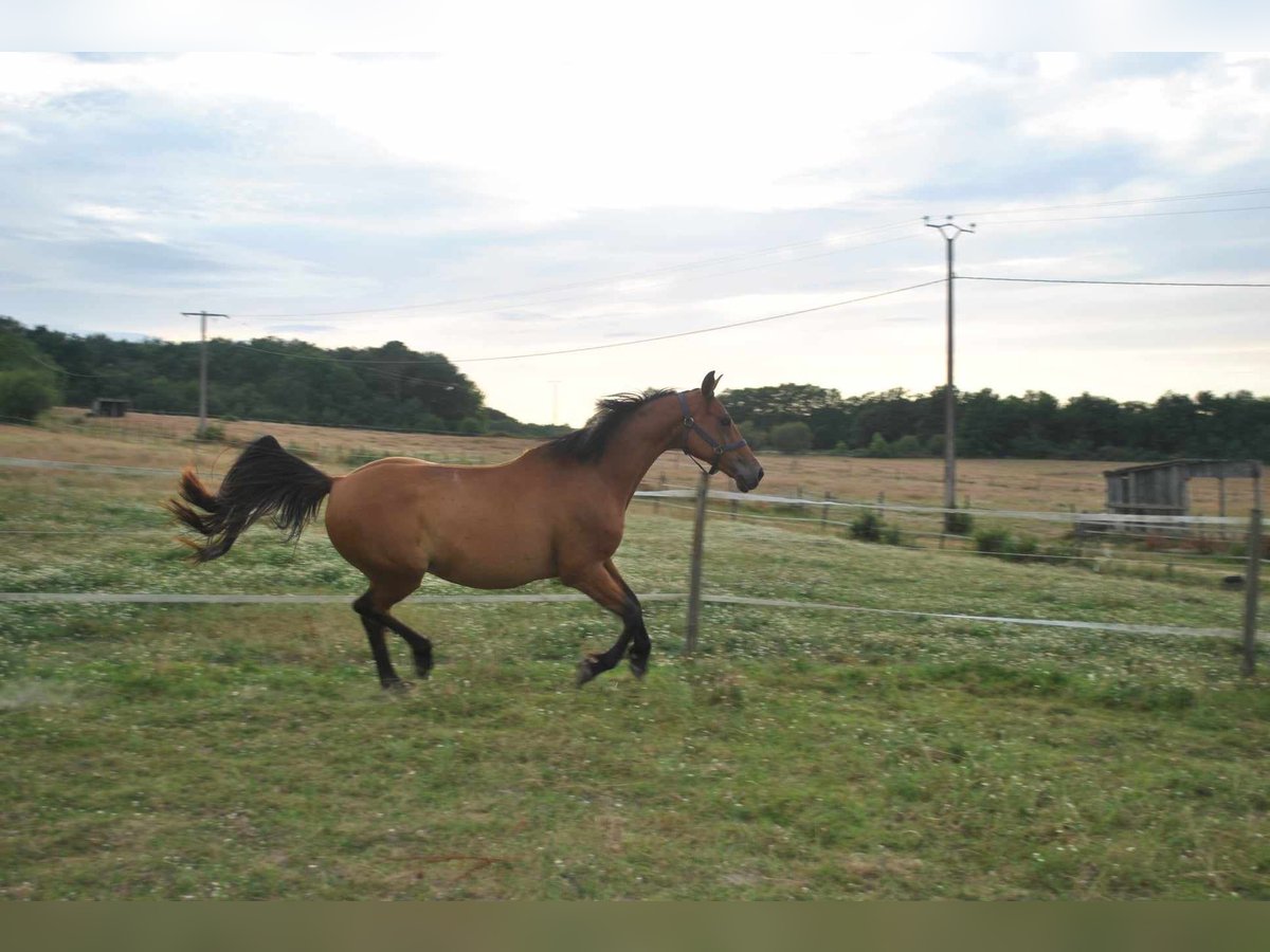 Arabian horses Gelding 8 years 15,1 hh Brown in Berthez