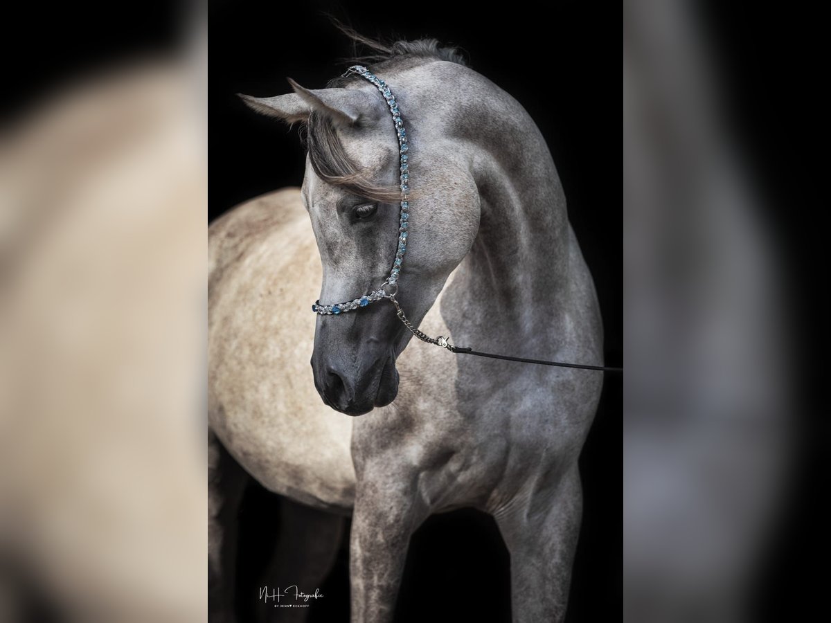 Arabian horses Gelding 8 years 15,2 hh Grey-Fleabitten in Neuhaus