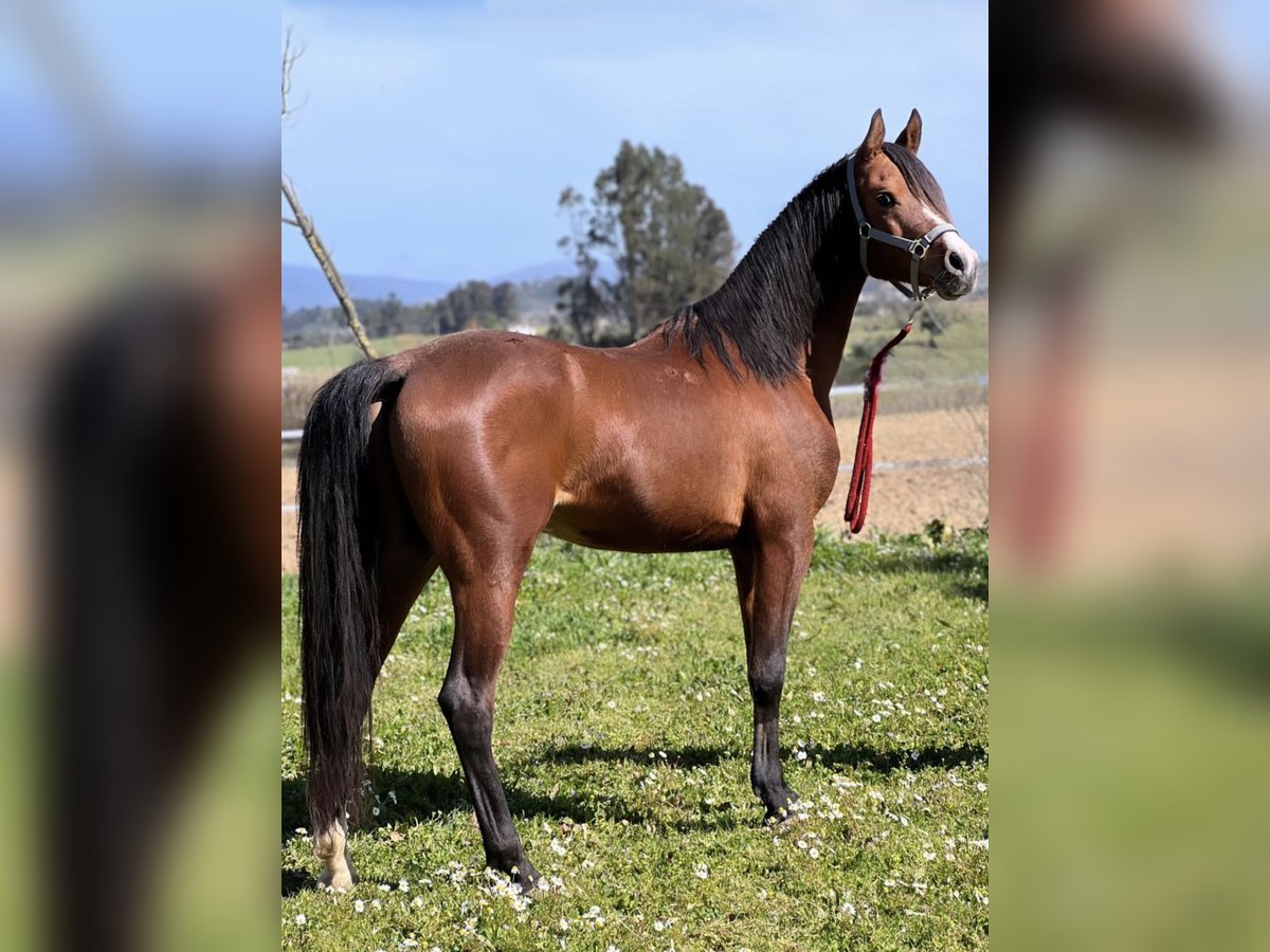 Arabian horses Gelding 9 years 14,3 hh Bay in Alcobaça