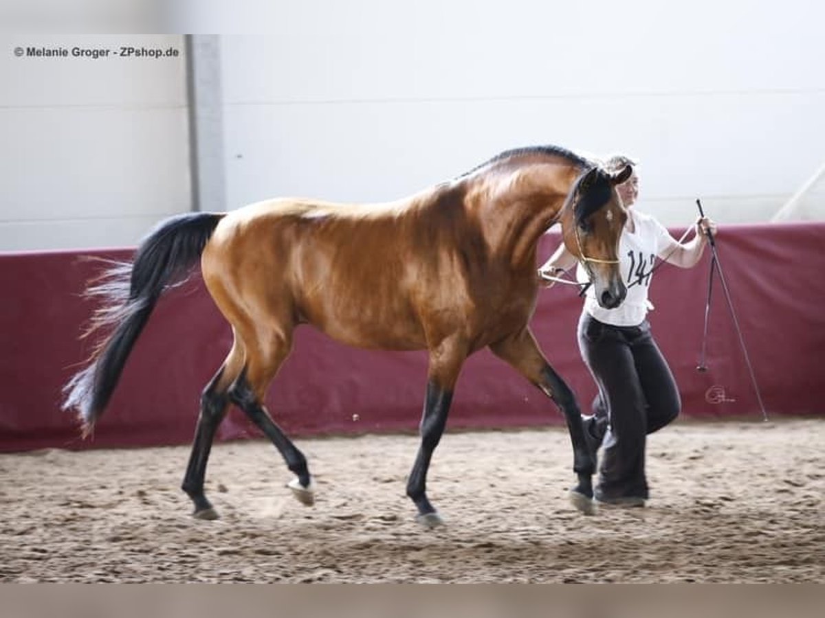 Arabian horses Gelding 9 years 15,1 hh Brown in Schneverdingen