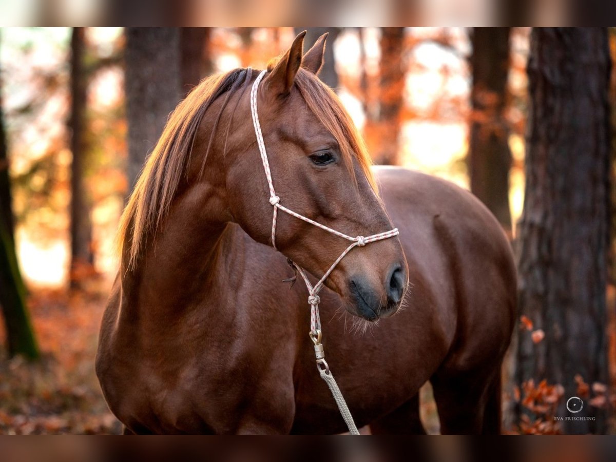 Arabian horses Gelding 9 years 15,2 hh Chestnut-Red in Hartberg
