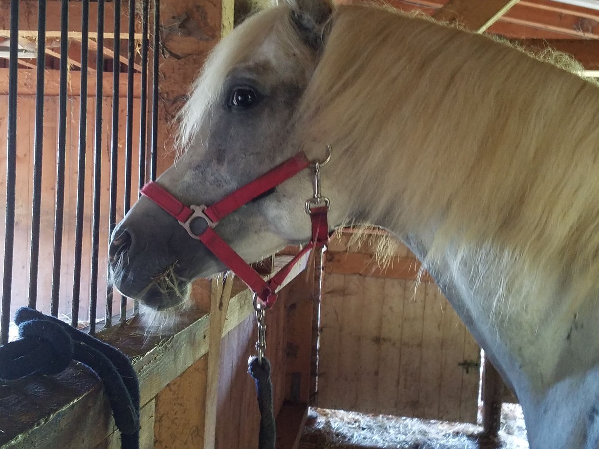 Arabian horses Gelding 9 years 15,2 hh Grey in Hauzenberg