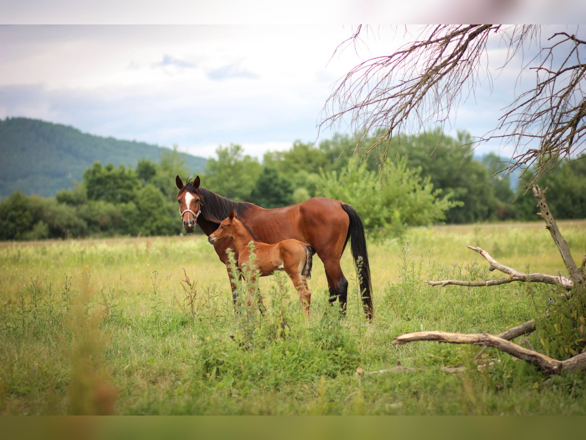 Arabian horses Mare 10 years 14,2 hh Bay in Zábřeh