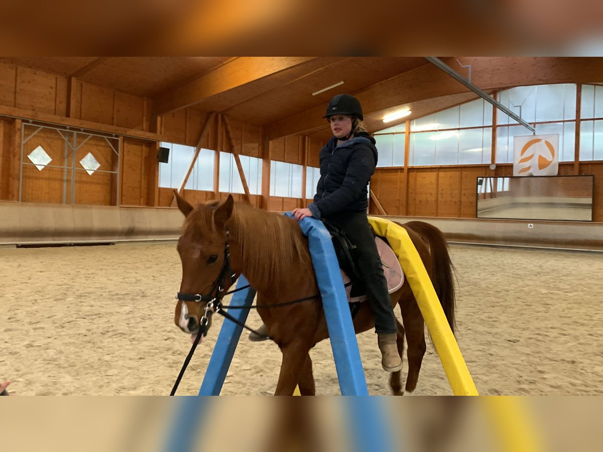 Arabian horses Mare 10 years 14,2 hh Chestnut-Red in Usingen