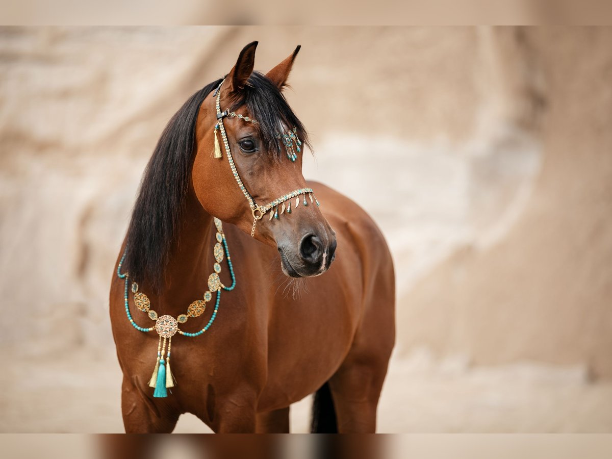 Arabian horses Mare 10 years 15,1 hh Brown in Lüdersdorf