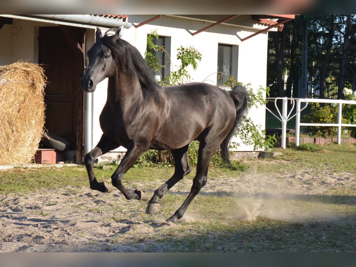 Arabian horses Mare 10 years 15 hh Black in Buczków