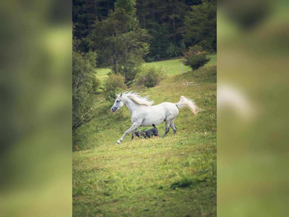 Arabian horses Mare 10 years 15 hh Grey in Riedlingsdorf