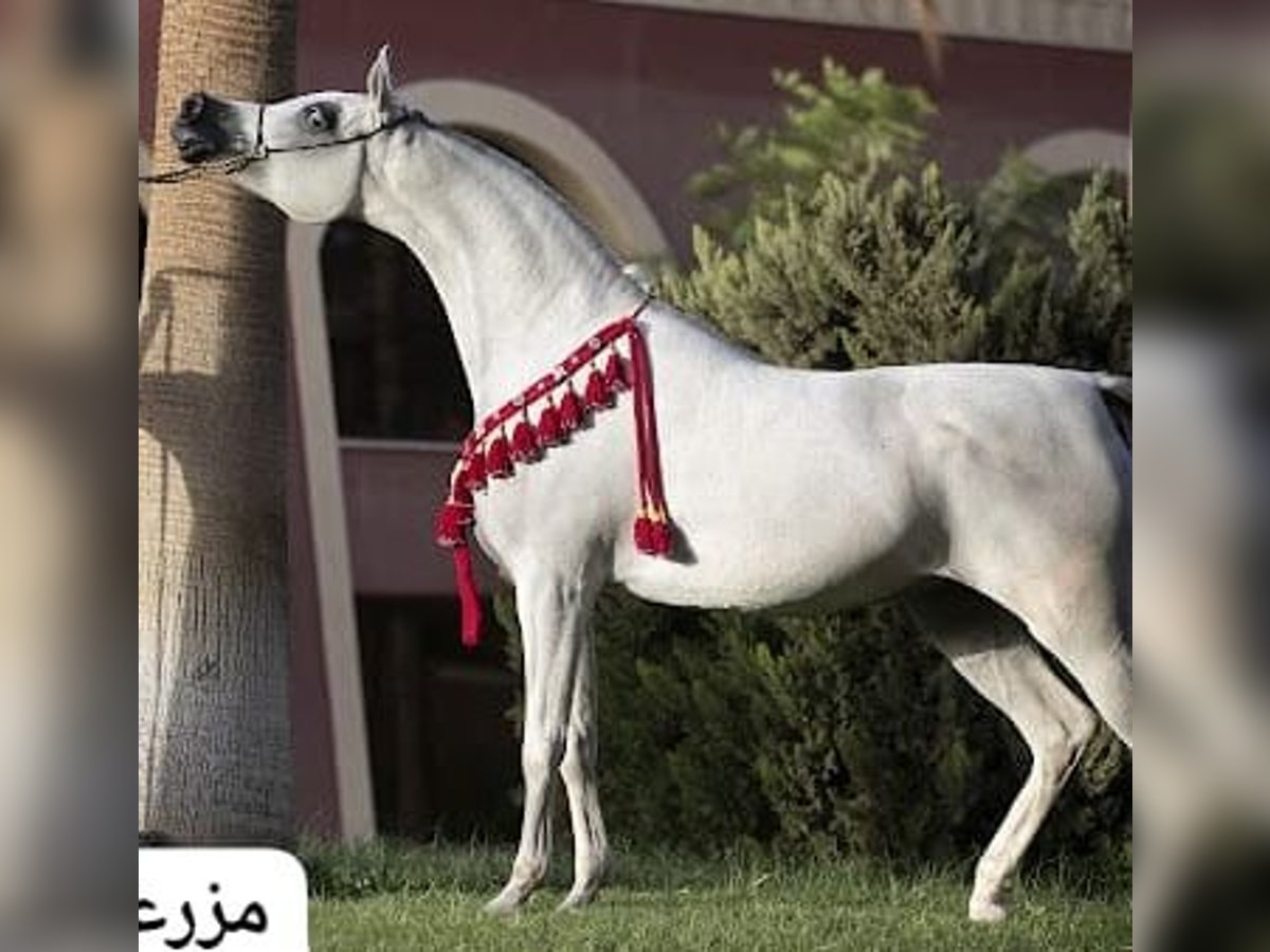 Arabian horses Mare 10 years White in Giza