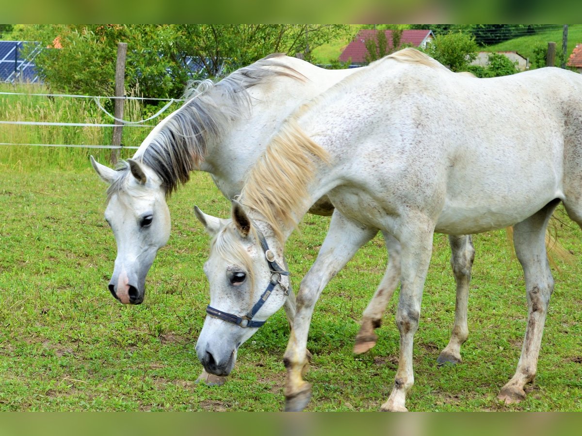 Arabian horses Mare 11 years 15,2 hh Gray in Schwerin