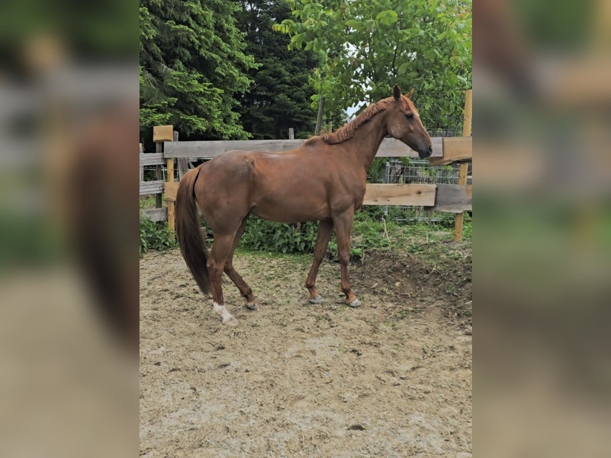 Arabian horses Mare 11 years 15,2 hh Chestnut-Red in Möggers Arabian horses Mare 11 years 15,2 hh Chestnut-Red in Möggers
