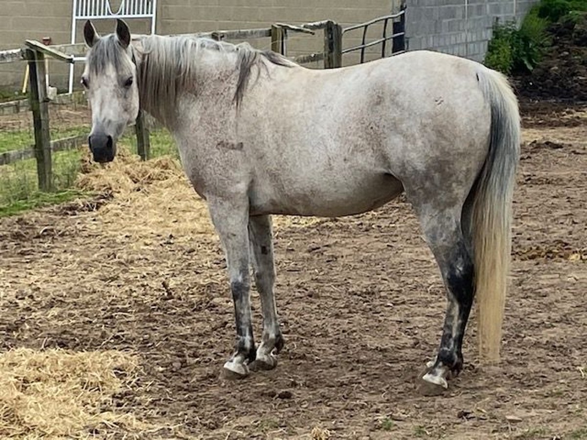 Arabian horses Mare 11 years Gray-Fleabitten in Carlow