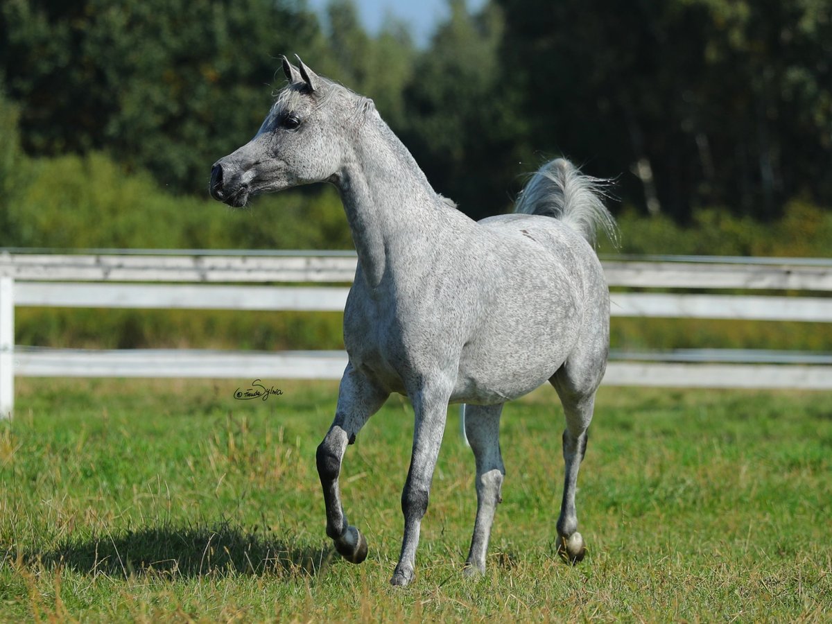 Arabian horses Mare 11 years Gray in Wola Rzędzińska