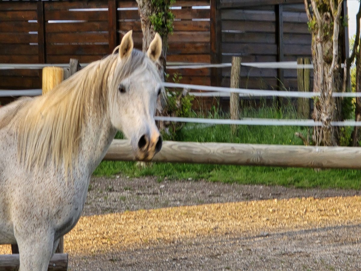 Arabian horses Mare 11 years Grey-Fleabitten in Beffes