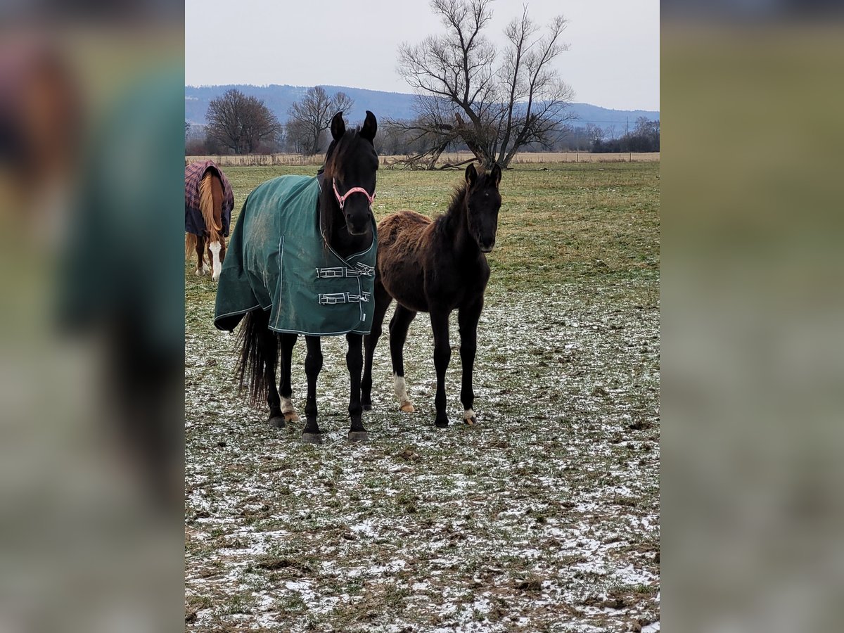 Arabian horses Mare 12 years 14,2 hh Black in Zábřeh