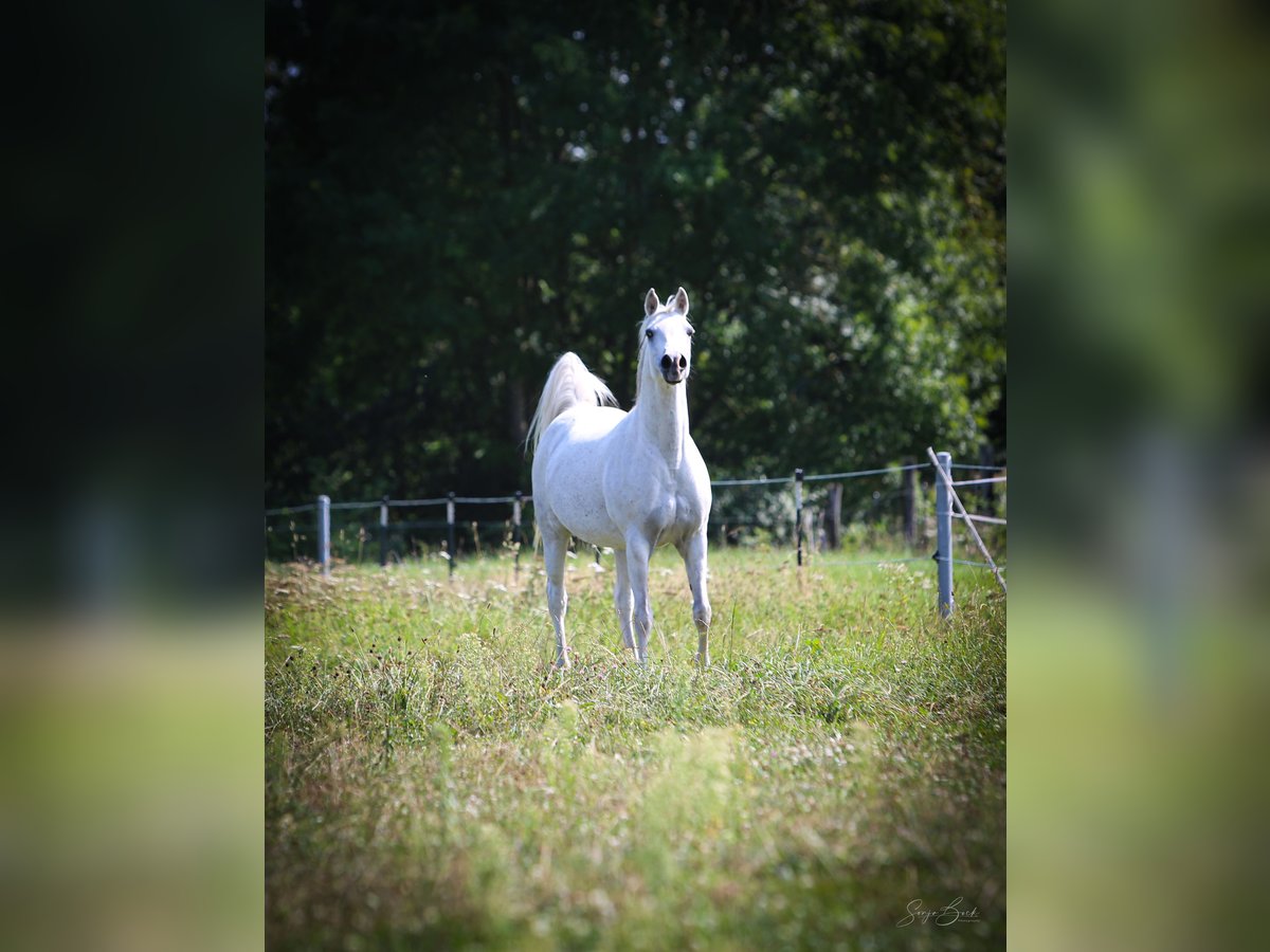 Arabian horses Mare 12 years 14,3 hh Gray in Weiden in der Oberpfalz