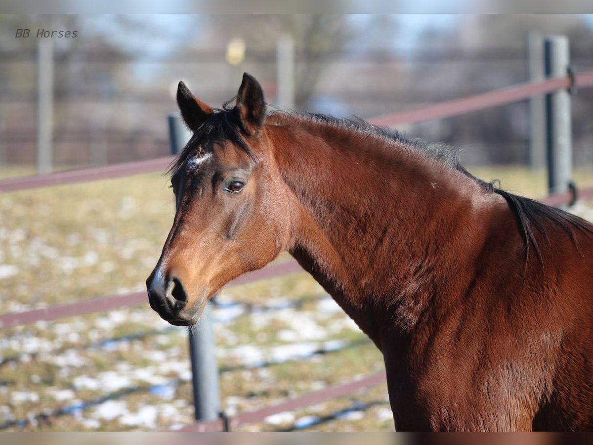 Arabian horses Mare 12 years 15,1 hh Brown in Pastetten