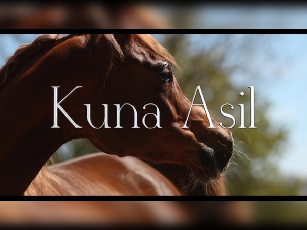 Arabian horses Mare 12 years 15,1 hh Chestnut-Red in Amerang