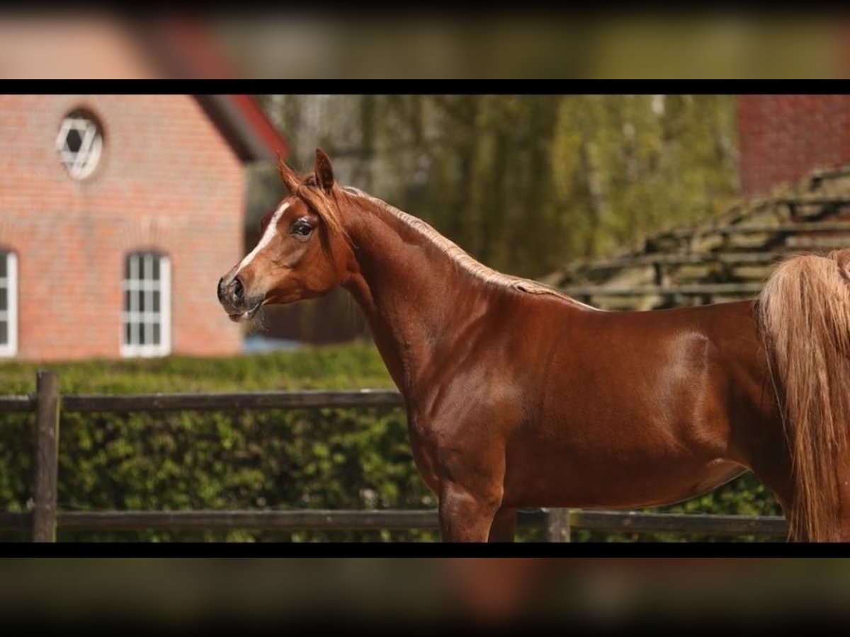 Arabian horses Mare 12 years 15,1 hh Chestnut-Red in Amerang