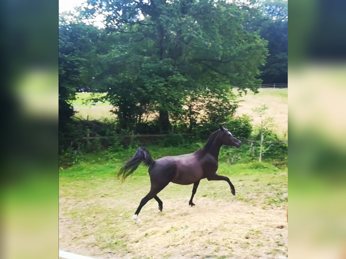 Arabian horses Mare 12 years 15 hh Black in Bochum