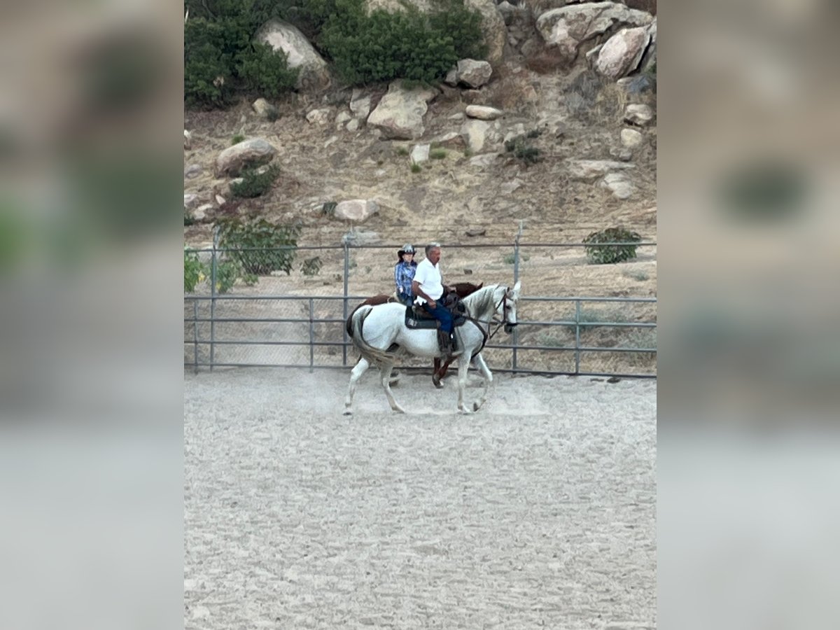 Arabian horses Mare 12 years 15 hh Grey-Dapple in Chatsworth