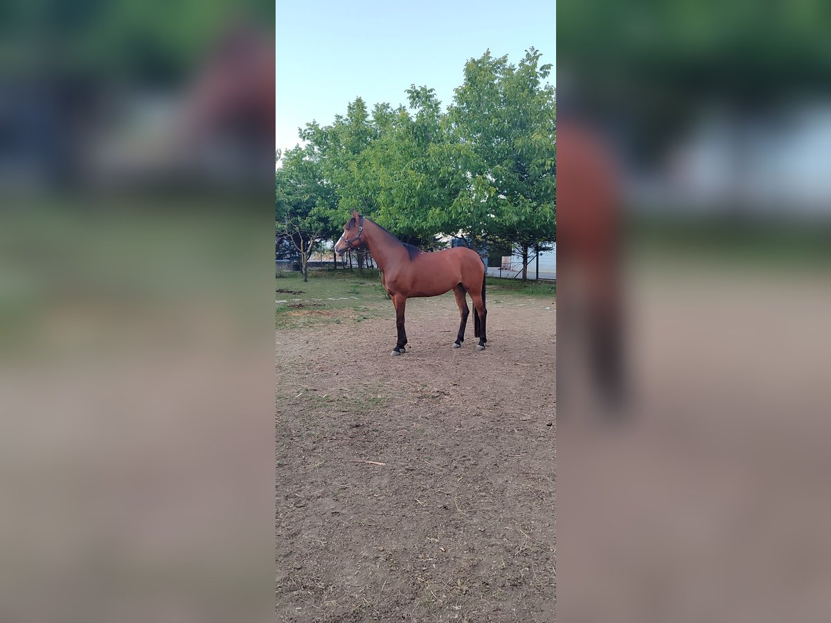 Arabian horses Mare 12 years 15,2 hh Bay in Pecs, Martonfa Arabian horses Mare 12 years 15,2 hh Bay in Pecs, Martonfa