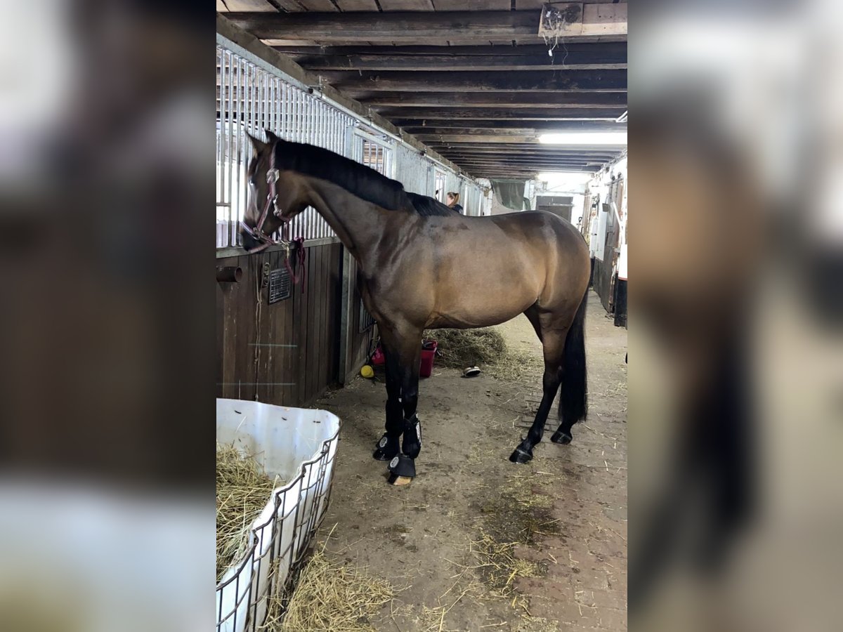 Arabian horses Mare 13 years 15,1 hh Bay-Dark in Friesoythe