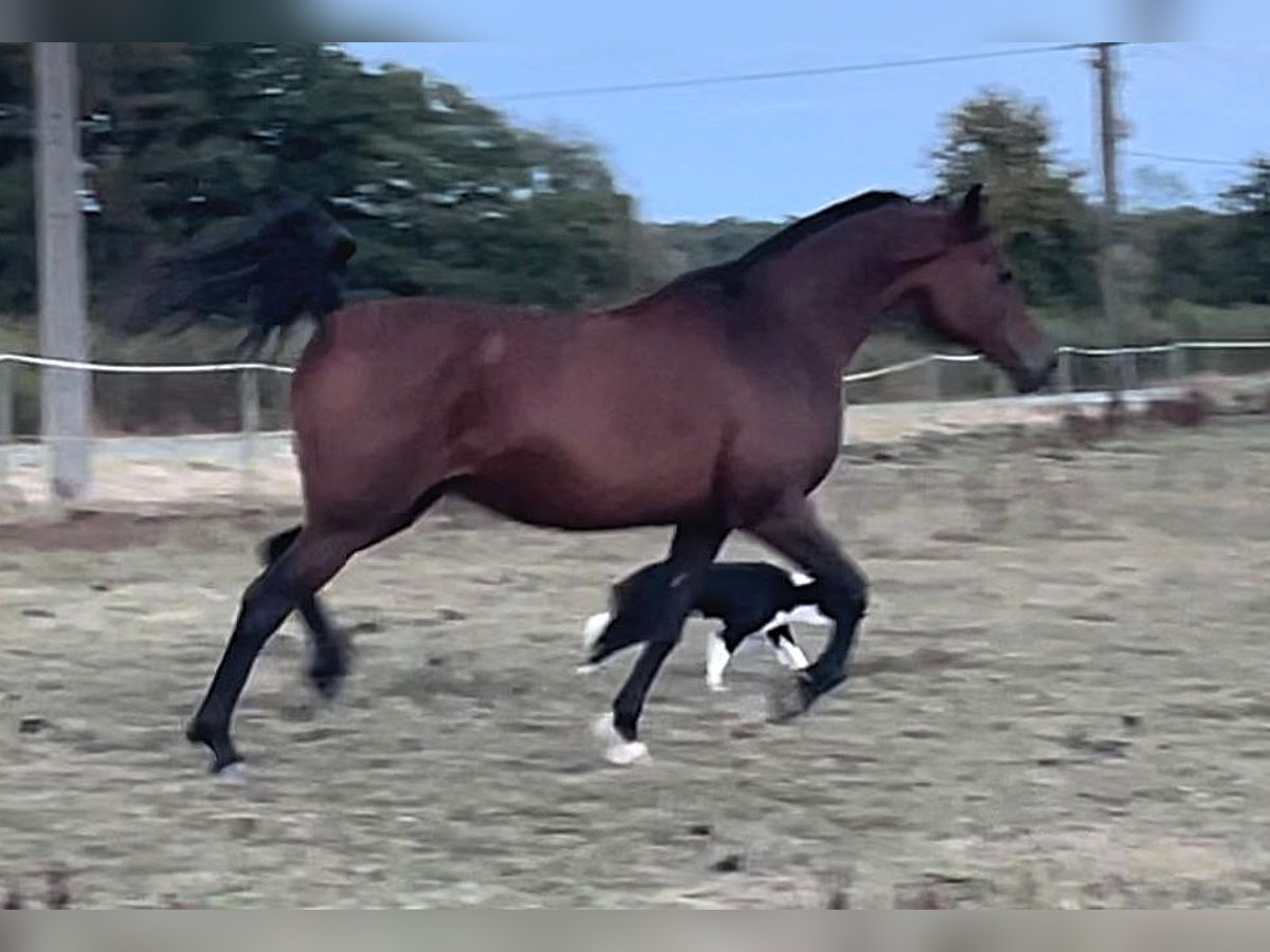 Arabian horses Mare 13 years Brown in Chimay