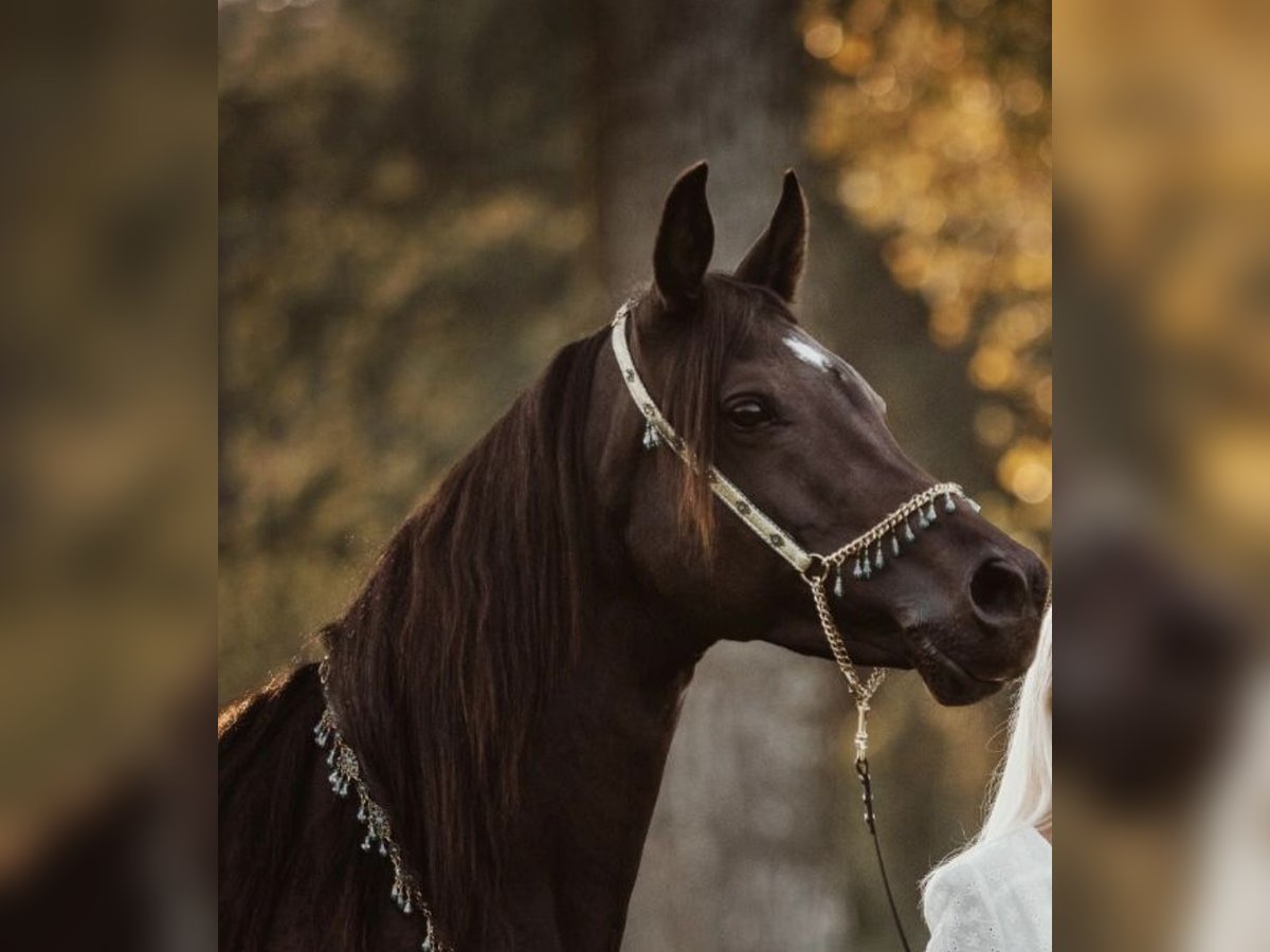 Arabian horses Mare 14 years 14,2 hh Bay-Dark in Oberbüren