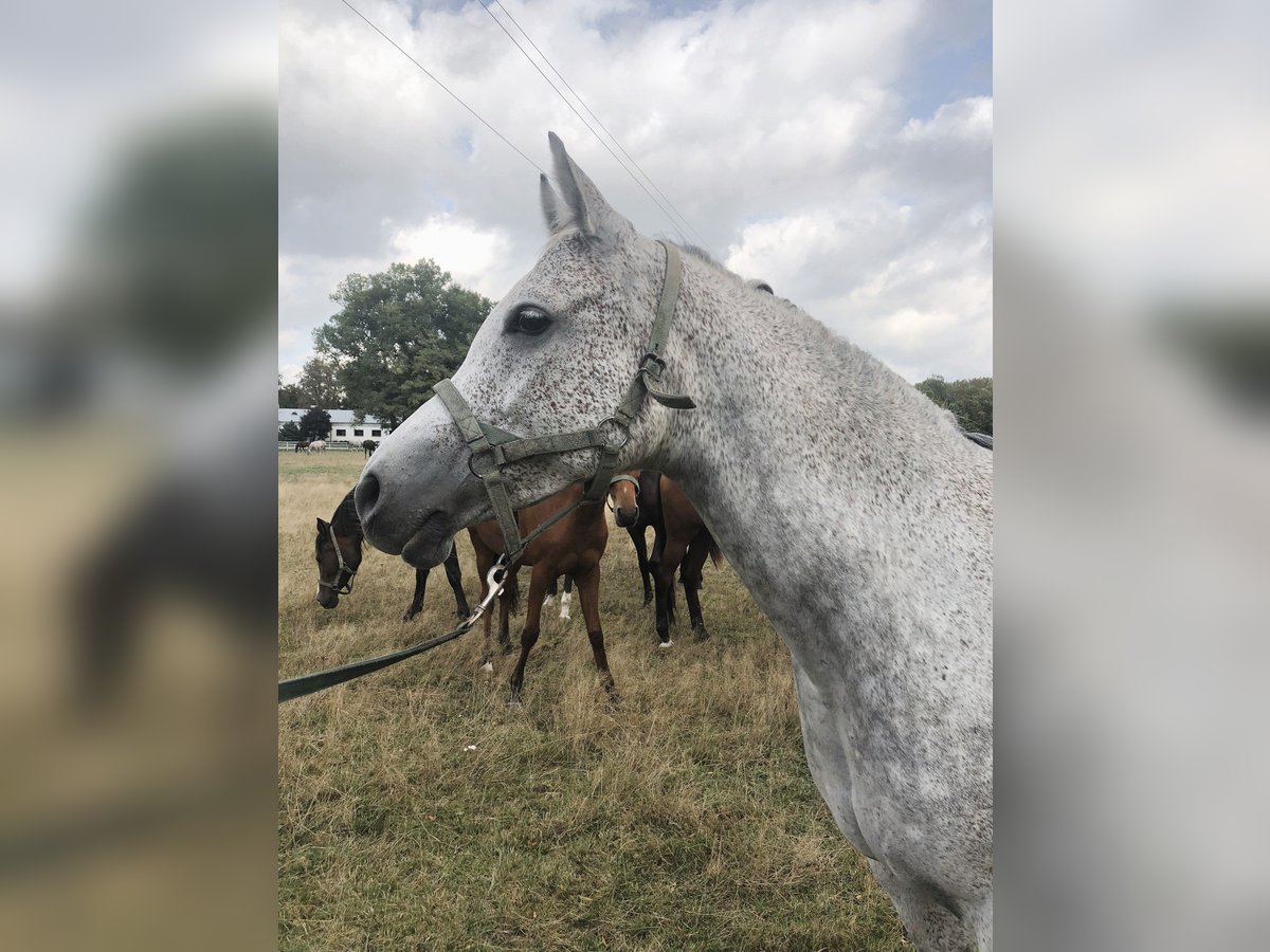 Arabian horses Mare 14 years Gray in Janów Podlaski