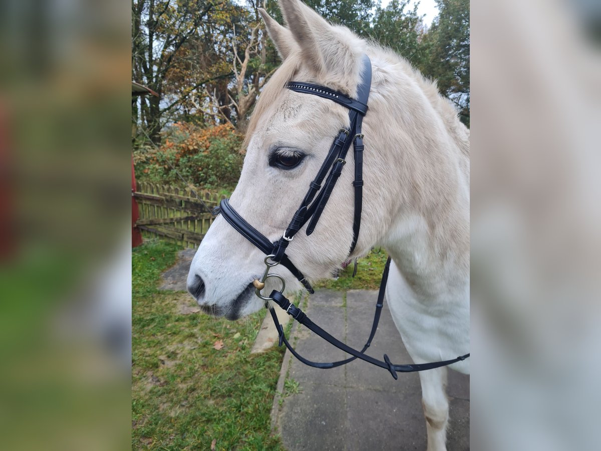 Arabian horses Mix Mare 15 years 14,2 hh Dun in Heidenau