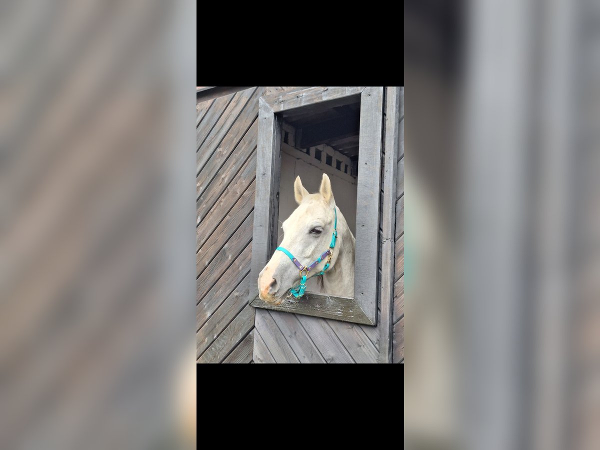 Arabian horses Mix Mare 15 years 14,2 hh Grey in Kierspe