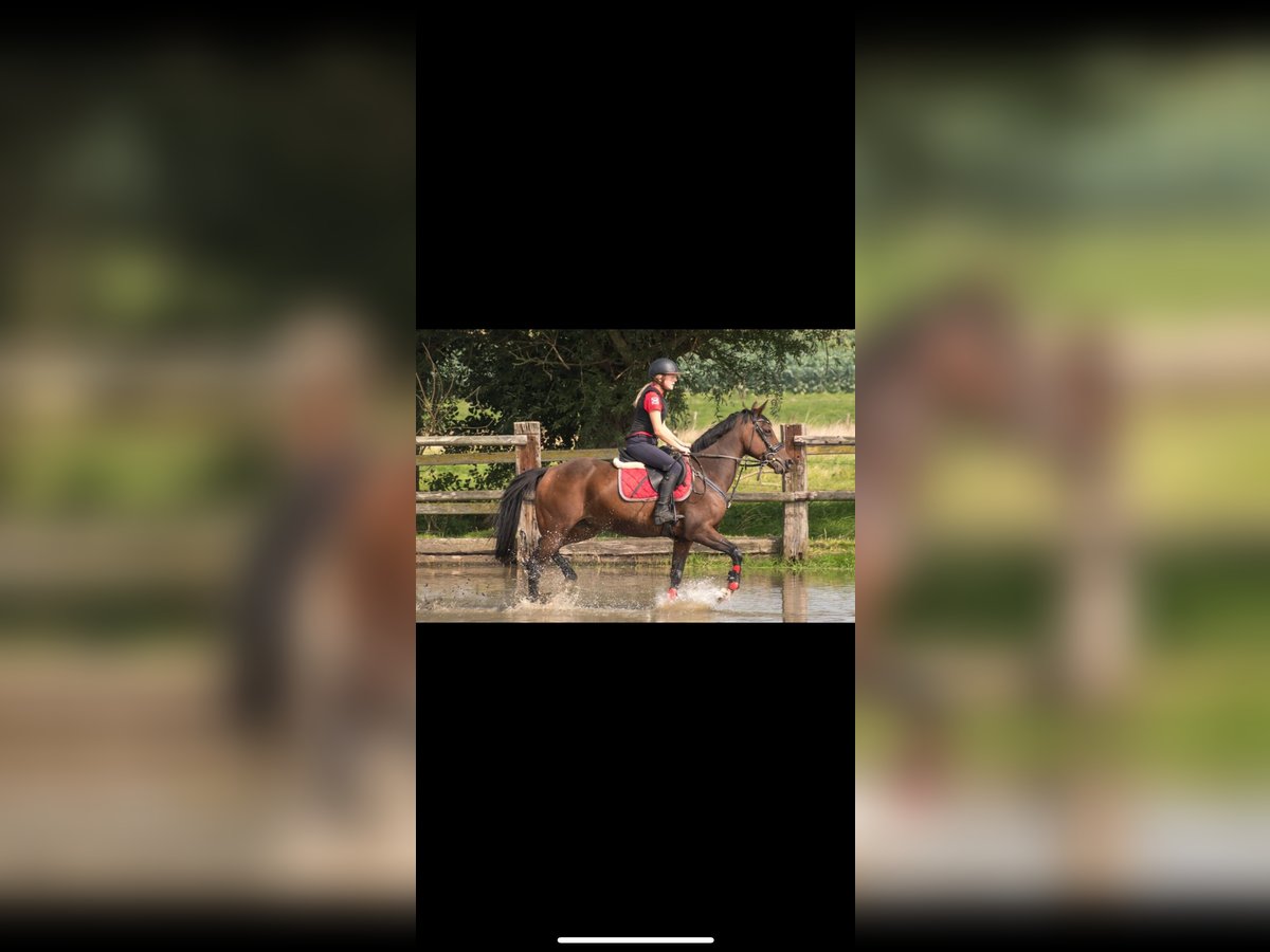 Arabian horses Mix Mare 15 years 15,2 hh Brown in Tielt