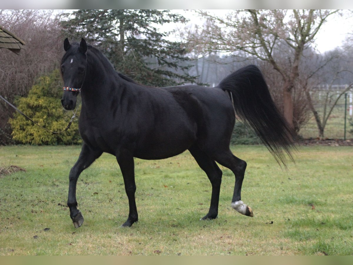 Arabian horses Mare 15 years 15 hh Black in Santok