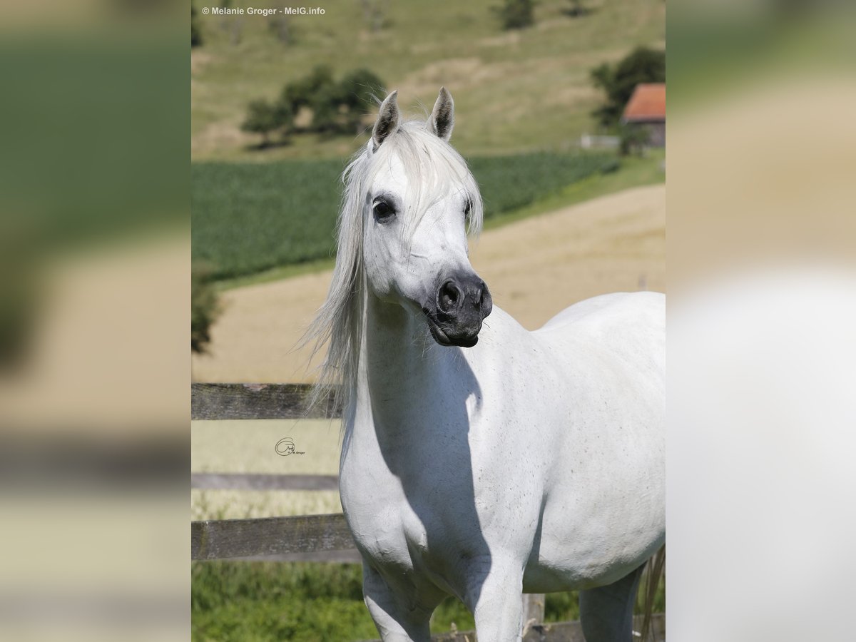 Arabian horses Mare 15 years 15 hh Gray-Fleabitten in AltenbekenT