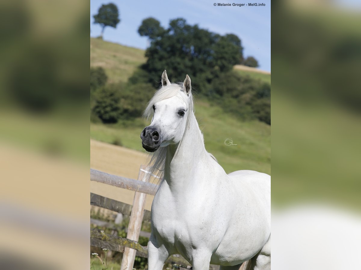 Arabian horses Mare 15 years 15 hh Grey-Fleabitten in Altenbeken