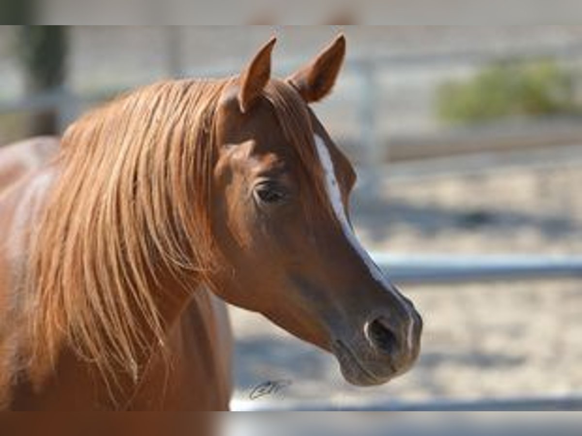 Arabian horses Mare 16 years 14,3 hh Chestnut-Red in Agost-Alicante