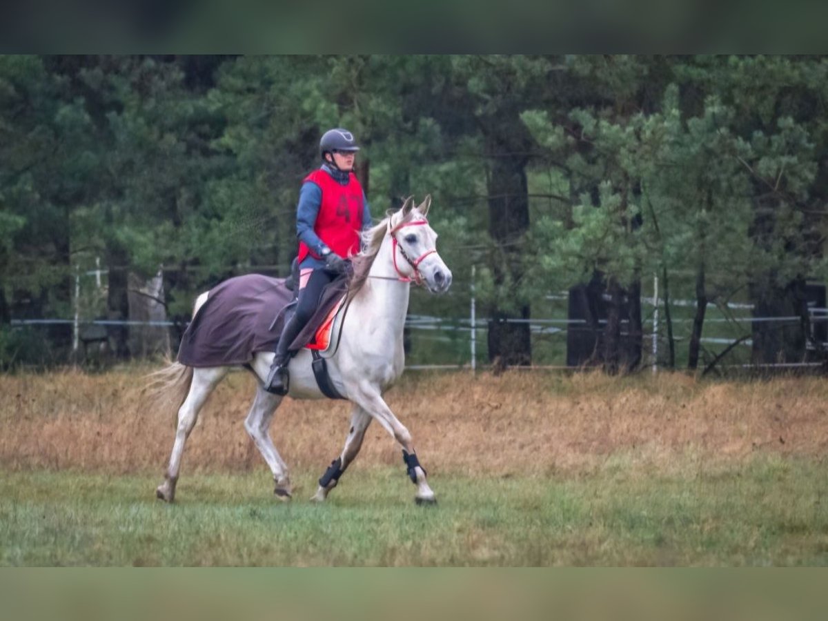 Arabian horses Mix Mare 16 years 14,2 hh Grey in Schwanewede