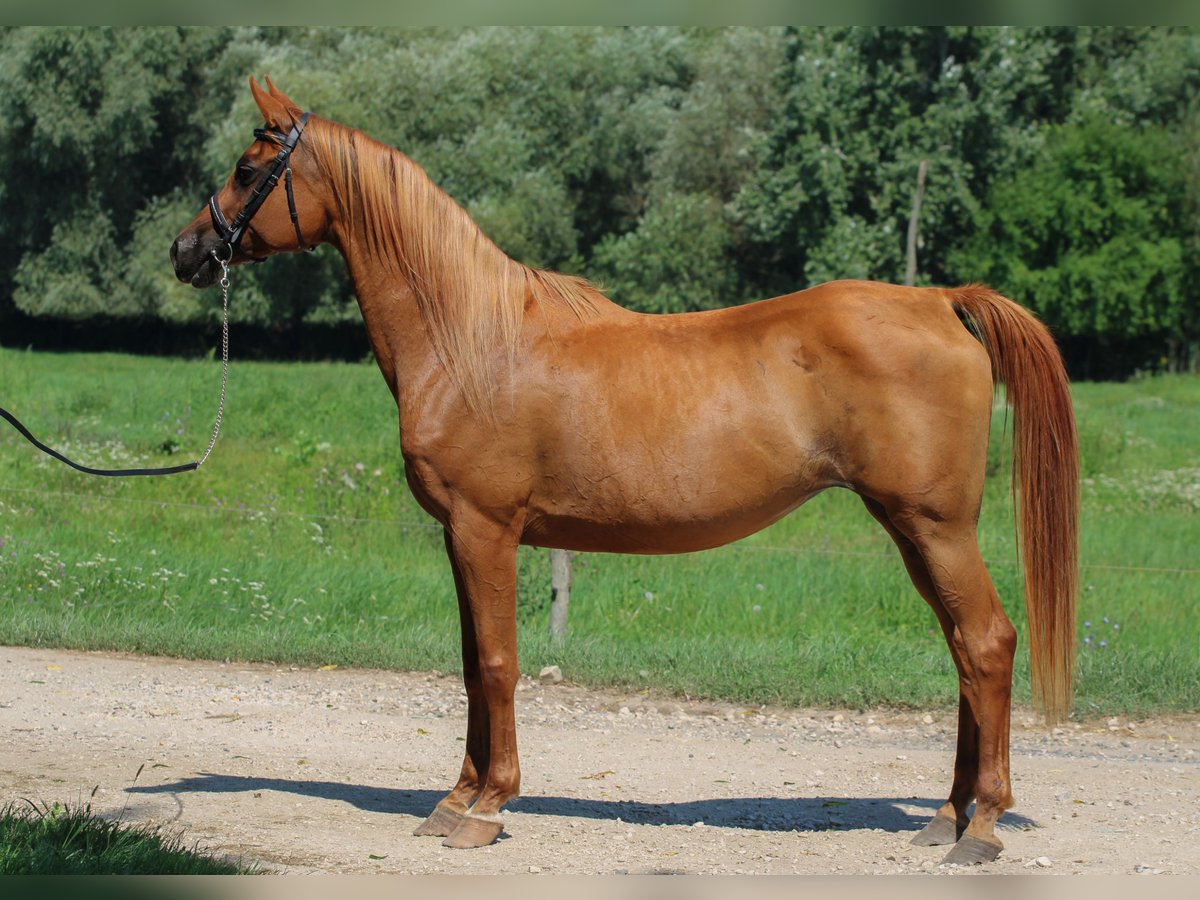 Arabian horses Mare 16 years 15,1 hh Chestnut in Kisbér
