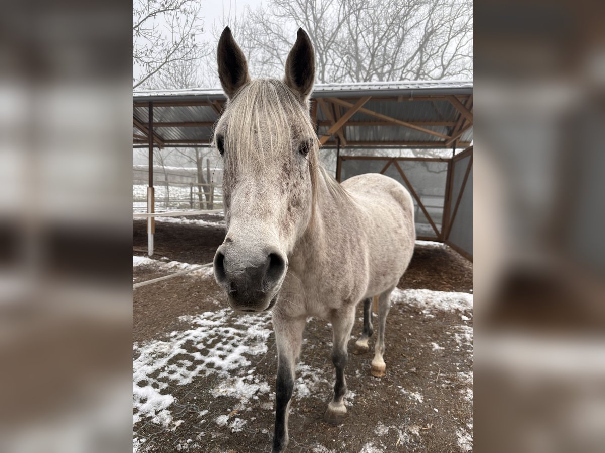 Arabian horses Mare 16 years 15,1 hh Gray-Fleabitten in Dornbirn