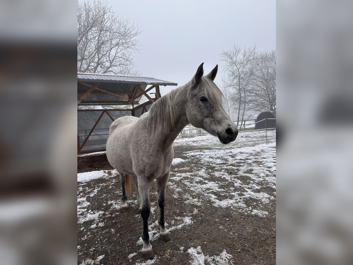 Arabian horses Mare 16 years 15,1 hh Gray-Fleabitten in Dornbirn