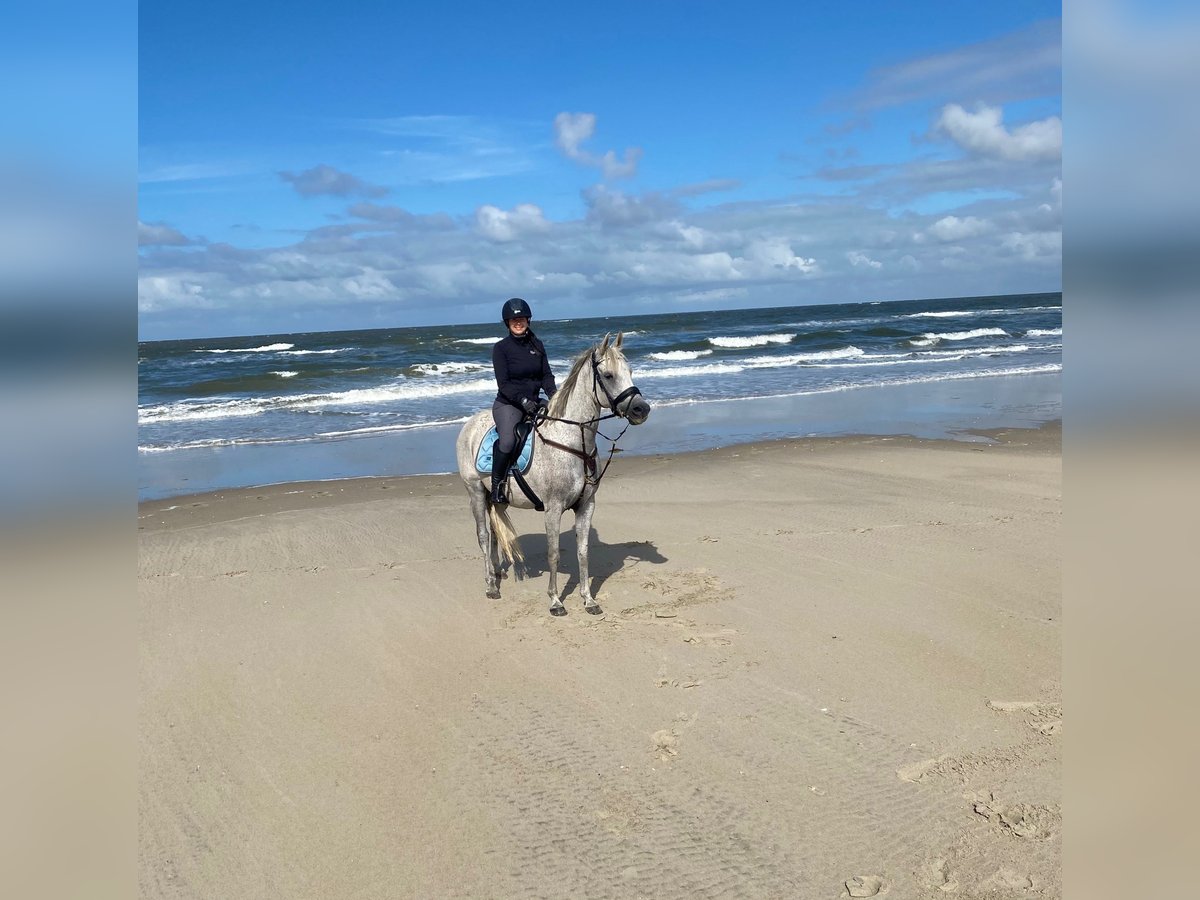 Arabian horses Mare 16 years 15 hh Grey-Fleabitten in Finsterwalde
