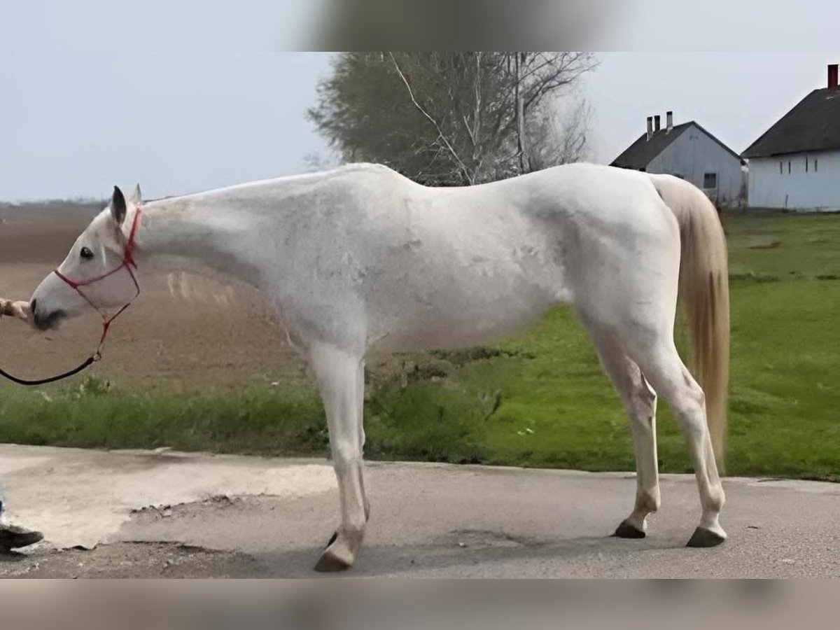 Arabian horses Mare 17 years 15,3 hh Gray in Bábolna