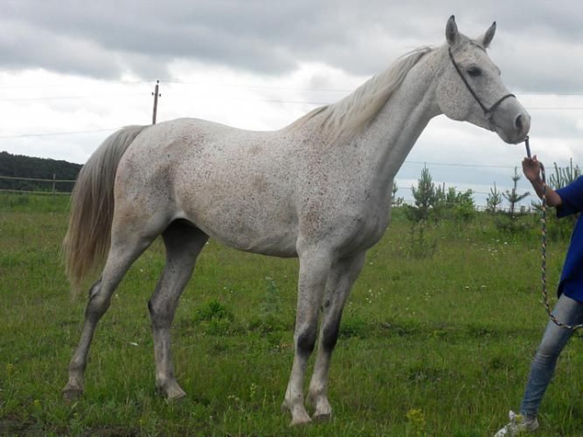 Arabian horses Mare 17 years in Hustopece